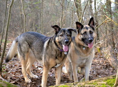 Greta and Bea - KB Farm Dogs
