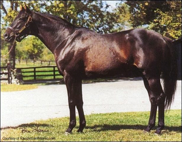 Cryptoclearance - Cody's damsire